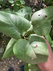 Syringa