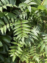 Rhus glabra