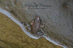 Pelophylax saharicus