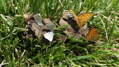 Polyommatus coridon