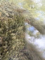 Fissidens fontanus