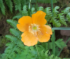Papaver cambricum