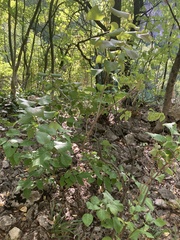 Syringa