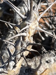 Monsonia