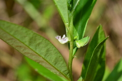 Polygala chinensis