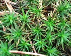 Polytrichum formosum