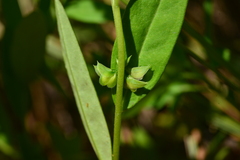 Polygala chinensis