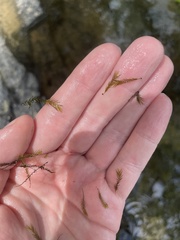 Fissidens fontanus
