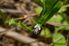 Polygala chinensis