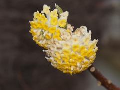 Edgeworthia chrysantha