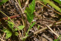 Polygala chinensis