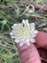 Scabiosa ochroleuca