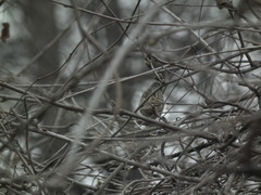 Emberiza spodocephala