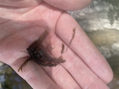 Fissidens fontanus