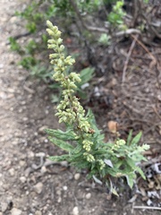 Artemisia douglasiana