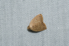 Anachrostis