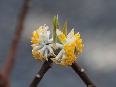 Edgeworthia chrysantha