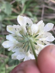 Scabiosa ochroleuca