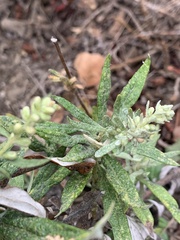 Artemisia douglasiana