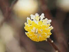 Edgeworthia chrysantha