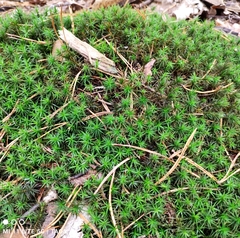 Polytrichum formosum