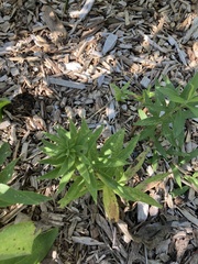 Artemisia dracunculus