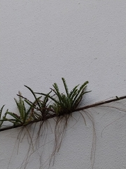 Nephrolepis cordifolia