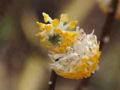 Edgeworthia chrysantha