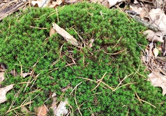 Polytrichum formosum