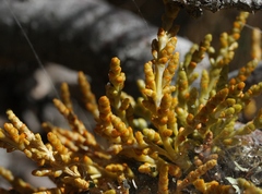 Arceuthobium campylopodum