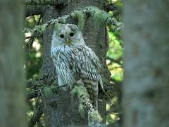 Strix uralensis
