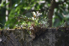 Drynaria quercifolia