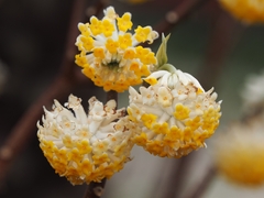 Edgeworthia chrysantha