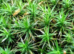 Polytrichum formosum