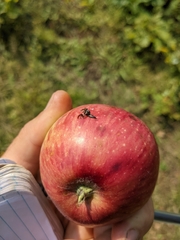 Rhagoletis pomonella