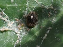 Rhyzobius lophanthae