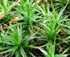 Polytrichum formosum
