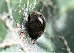 Rhyzobius lophanthae