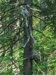 Strix uralensis
