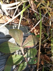 Potentilla fragarioides