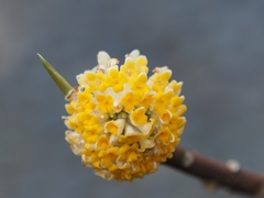 Edgeworthia chrysantha