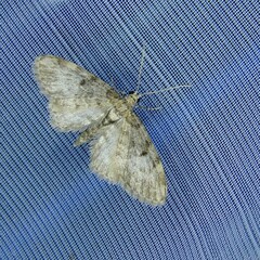 Eupithecia tantillaria