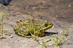 Pelophylax saharicus