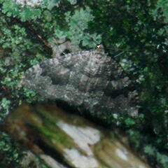 Triphosa dubitata