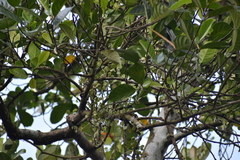 Lemmaphyllum microphyllum