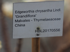 Edgeworthia chrysantha