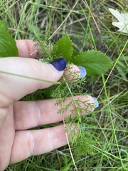 Achillea millefolium