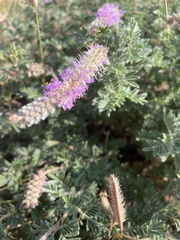 Dalea villosa