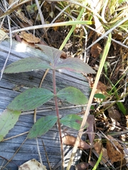 Potentilla fragarioides