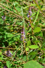 Grona heterocarpos strigosa